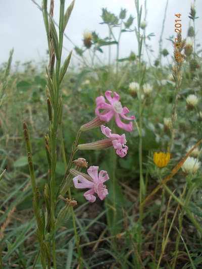 Silene bellidifolia / Silene ispida